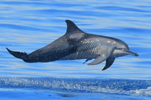Spinner Dolphin