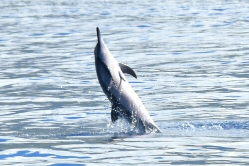 Spinner Dolphin