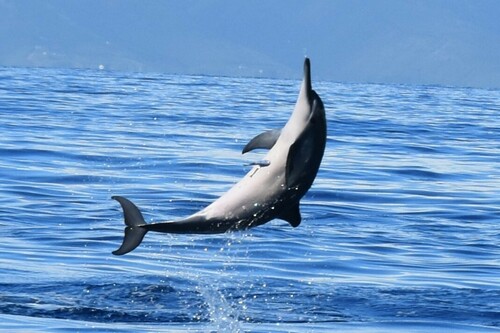 Spinner Dolphin