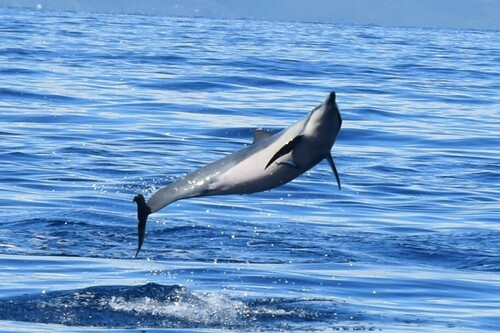 Spinner Dolphin
