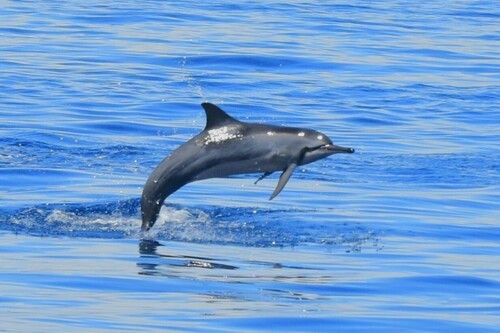 Spinner Dolphin