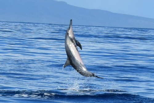 Spinner Dolphin