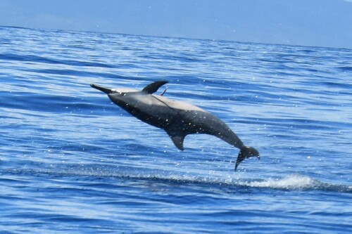 Spinner Dolphin