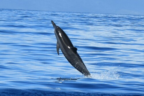 Spinner Dolphin