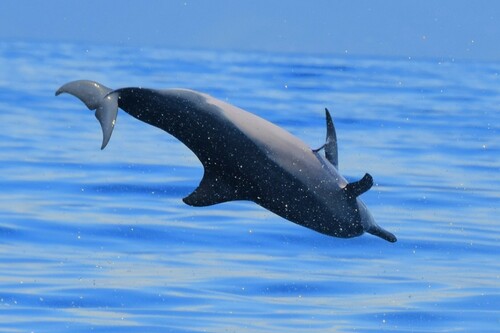 Spinner Dolphin
