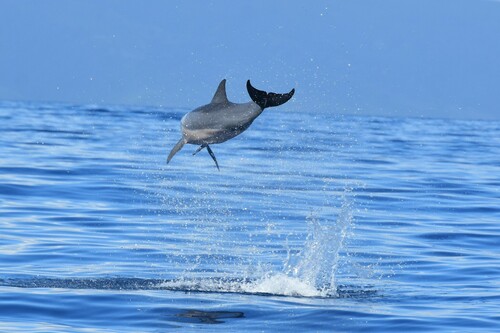 Spinner Dolphin