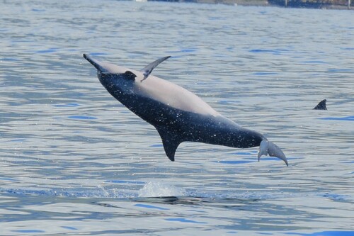 Spinner Dolphin