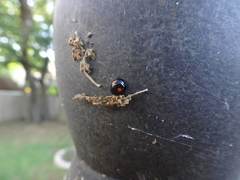 Chilocorus stigma