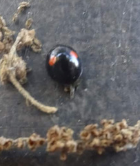 Chilocorus stigma