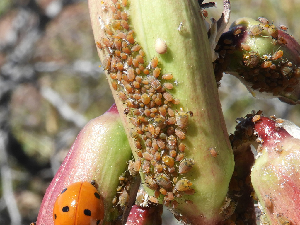 Dogwood-Milkweed Aphid