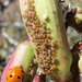 Dogwood-Milkweed Aphid - Photo (c) Mike Plagens, some rights reserved (CC BY-NC), uploaded by Mike Plagens