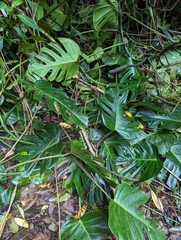 Monstera tacanaensis, photograph Kalvin Chan, CC BY, iNaturalist via GBIF