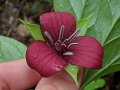 Trillium vaseyi