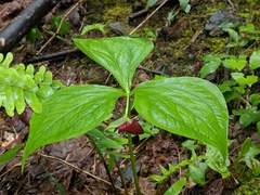 Trillium vaseyi