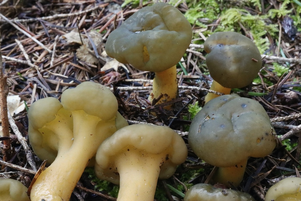Leotia sp. 'lubrica-CA01'