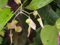 Begonia glabra