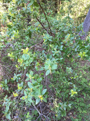 Arctostaphylos andersonii