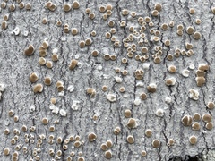 Lecanora caesiorubella