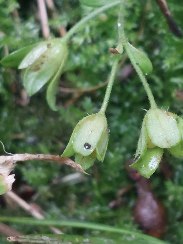 Veronica plebeia