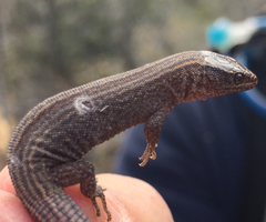 Xantusia vigilis