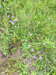 Calochortus uniflorus