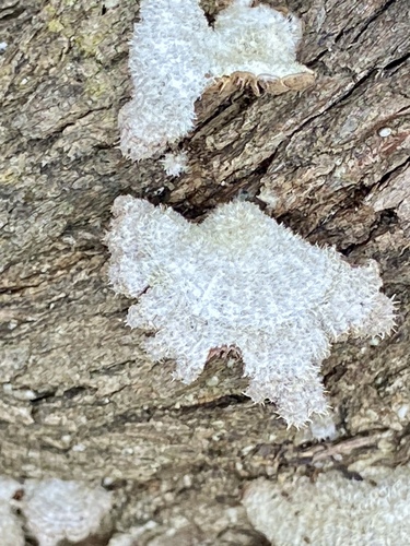 iNaturalist observation photo of splitgill mushroom