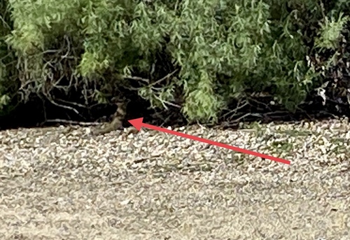 iNaturalist observation photo of California Ground Squirrel
