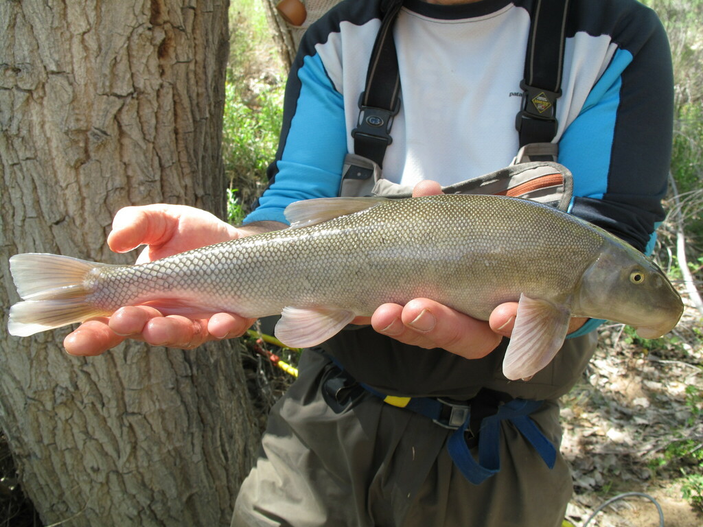 Bluehead sucker (Catostomus discobolus) — Catostomidae