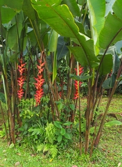 Heliconia pogonantha image