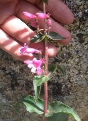 Penstemon clevelandii clevelandii