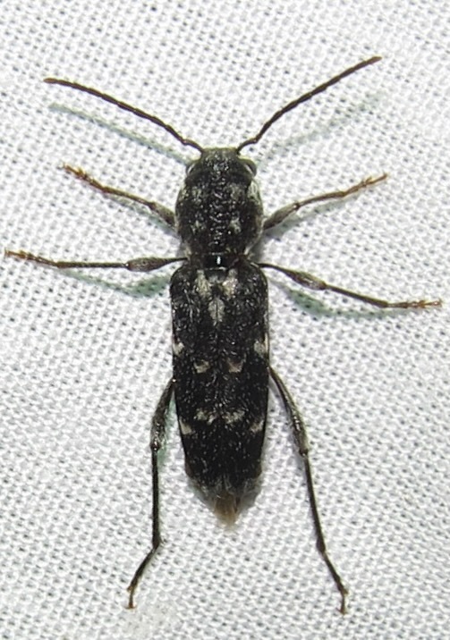 Xylotrechus quercus