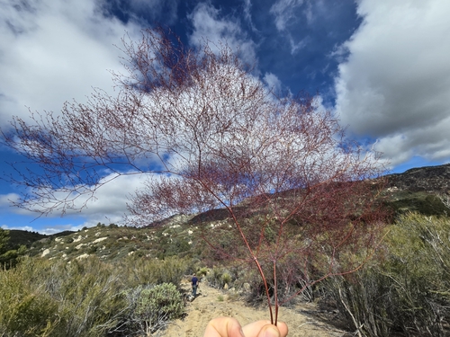 Image of Eriogonum parishii by (c) Alan Rockefeller, some rights reserved (CC BY)