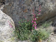 Penstemon clevelandii clevelandii