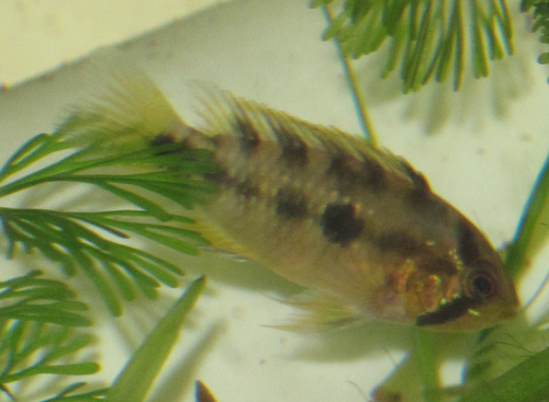 Rosita Dwarf Cichlid