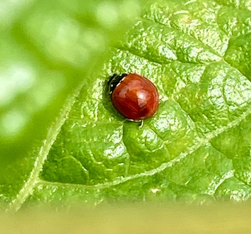 iNaturalist observation photo of Spotless Lady Beetle