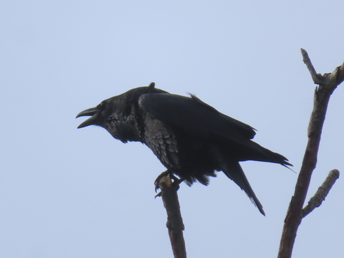 Common Raven photographed in Maryland