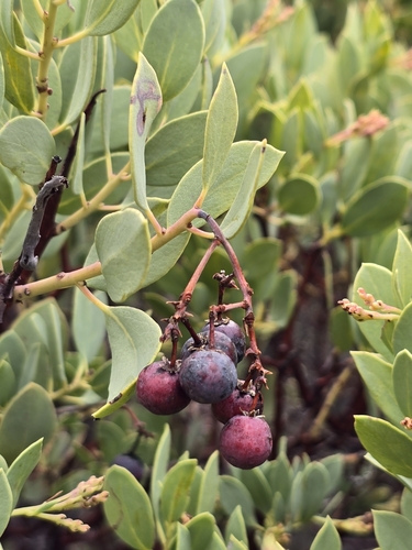 Peninsula Manzanita (Arctostaphylos peninsularis)