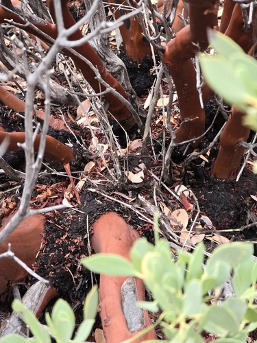 Image of Peninsula Manzanita (Arctostaphylos peninsularis) by (c) Alan Rockefeller, some rights reserved (CC BY)