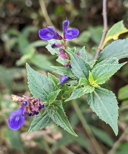 Image of Salvia pteroura by (c) Alan Prather, some rights reserved (CC BY)
