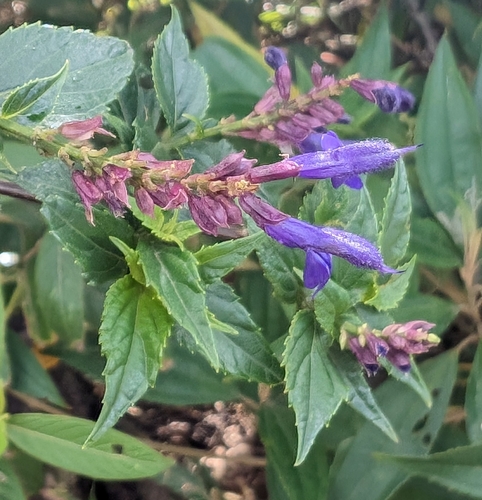 Image of Salvia pteroura by (c) Alan Prather, some rights reserved (CC BY)