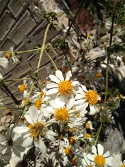 Montanoa grandiflora