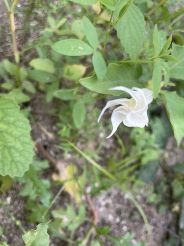 jimsonweed photographed in Eritrea