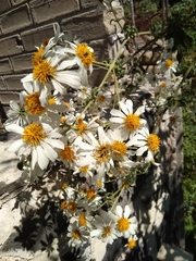 Montanoa grandiflora