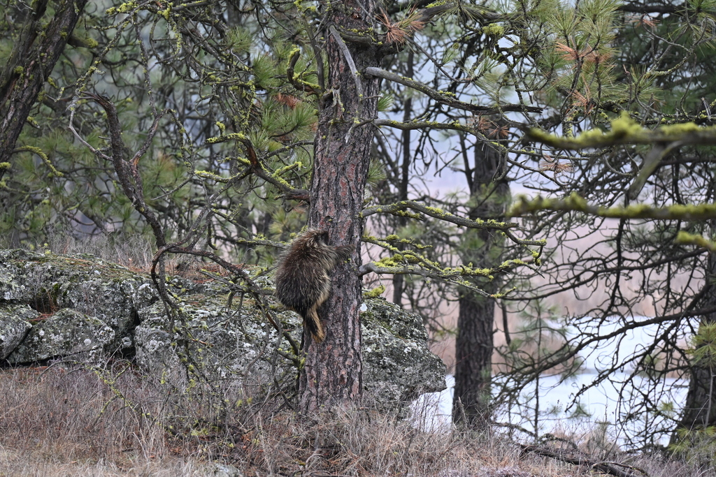 North American Porcupine from Spokane County, WA, USA on February 3 ...