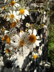 Montanoa grandiflora