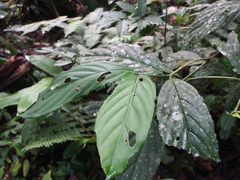 Posoqueria latifolia