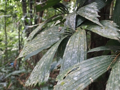 Reinhardtia gracilis image