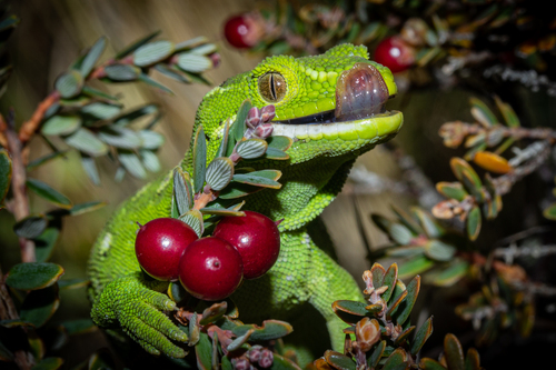 Auckland green gecko, Naultinus elegans