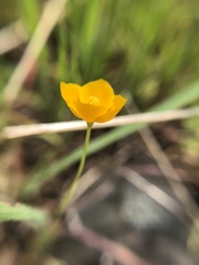 Eschscholzia lobbii
