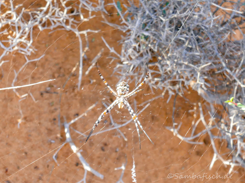 Argiope sector